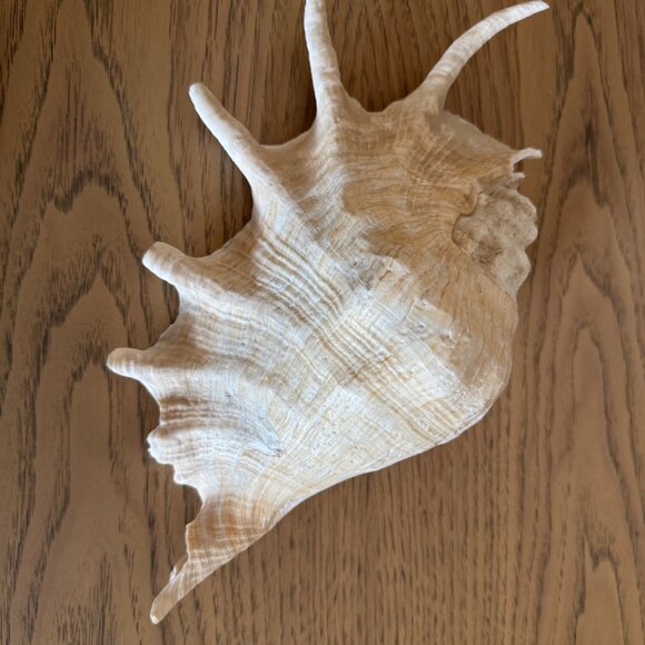 Spider Conch Shell - Picture 6 of 10